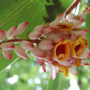 Кардамон плоды