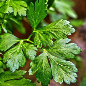 Петрушка лист