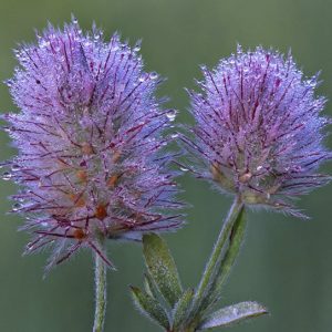 Клевер пашенный котики