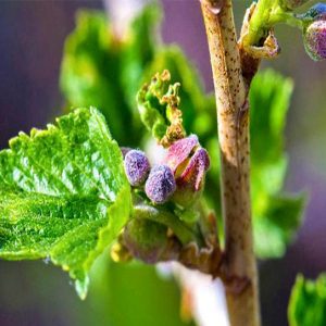 Черная смородина побеги