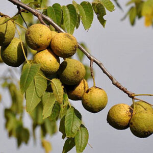 Орех черный американский (Juglans nigra) плод