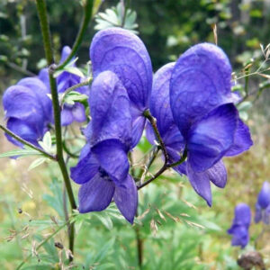 Аконит джунгарский корень